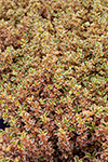 Coprosma  Rainbow Connection